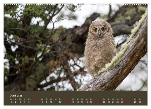 Produktbild: Patagonien - Am Puls der Wildnis (Wandkalender 2026 DIN A2 quer), CALVENDO Monatskalender