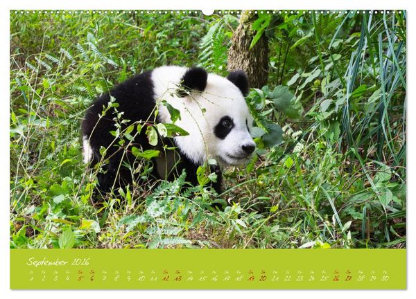 Produktbild: Der Gro&szlig;e Panda Ein kuscheliger Geselle (hochwertiger Premium Wandkalender 2026 DIN A2 quer), Kunstdruck in Hochglanz