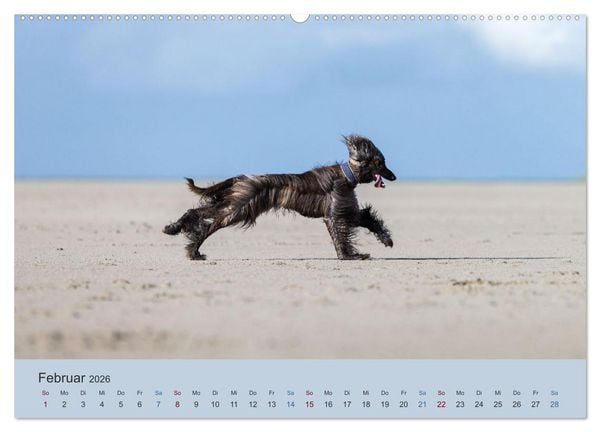 Produktbild: AFGHANISCHE WINDHUNDE 2026 (Wandkalender 2026 DIN A2 quer), CALVENDO Monatskalender