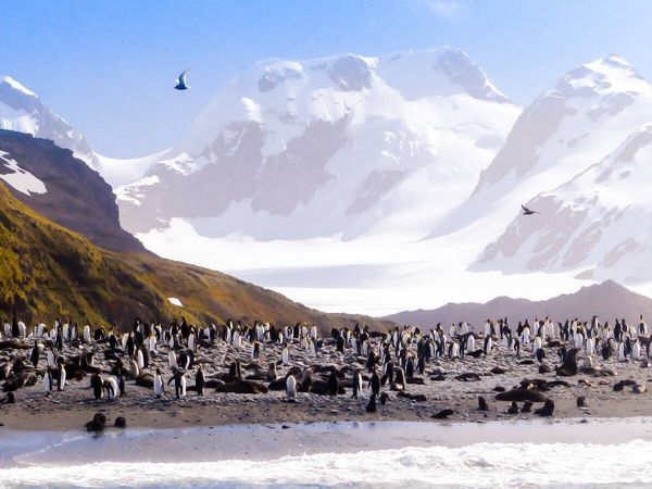Produktbild: CALVENDO Puzzle Pinguin Kolonie im Naturparadies Antarktis | 1000 Teile Lege-Gr&ouml;&szlig;e 64x48cm Foto-Puzzle f&uuml;r gl&uuml;ckliche Stunden