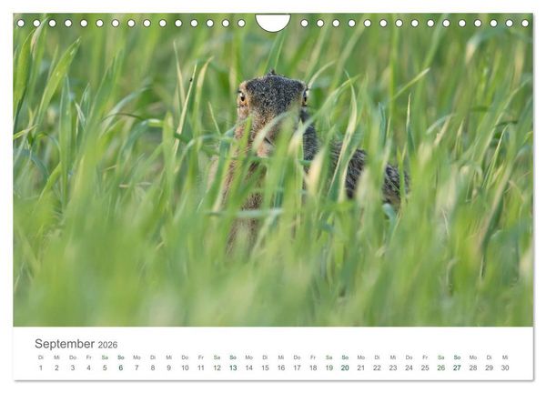 Produktbild: Feldhasen - dem Langohr auf der Spur (Wandkalender 2026 DIN A4 quer), CALVENDO Monatskalender
