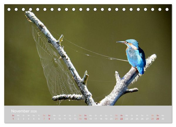 Produktbild: Der Eisvogel, ein Juwel der Natur (Tischkalender 2026 DIN A5 quer), CALVENDO Monatskalender