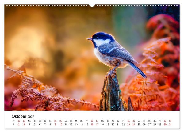 Produktbild: Federleicht - Das geheime Leben der Meisen (hochwertiger Premium Wandkalender 2027 DIN A2 quer), Kunstdruck in Hochglanz
