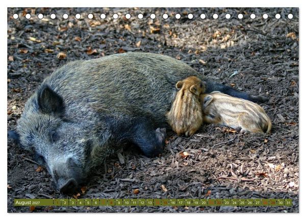 Produktbild: Wildschweins Kinderstube - Freche Frischlinge (Tischkalender 2027 DIN A5 quer), CALVENDO Monatskalender