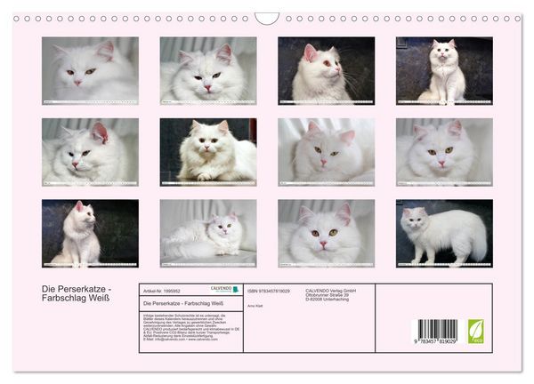 Produktbild: Die Perserkatze - Farbschlag Wei&szlig; (Wandkalender 2026 DIN A3 quer), CALVENDO Monatskalender