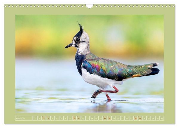 Produktbild: Limikolen - Watv&ouml;gel aus Europa (Wandkalender 2027 DIN A3 quer), CALVENDO Monatskalender