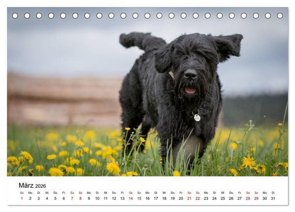 Produktbild: Schnauzer... von Zwergen und Riesen 2026 (Tischkalender 2026 DIN A5 quer), CALVENDO Monatskalender