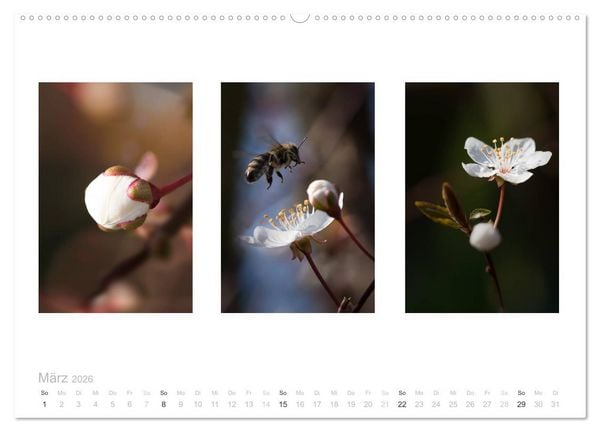Produktbild: Blumen Trilogien (Wandkalender 2026 DIN A2 quer), CALVENDO Monatskalender