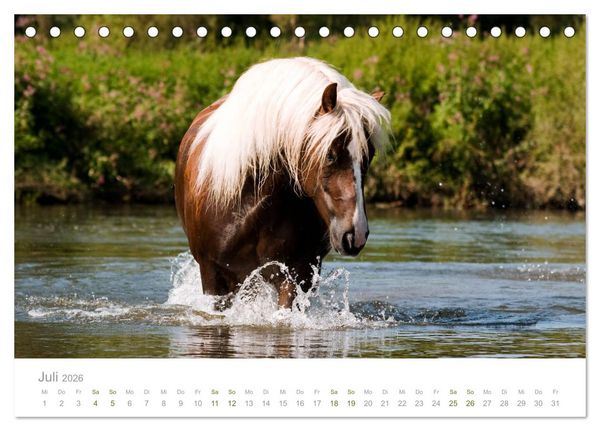 Produktbild: Faszination und Vielfalt - Schwarzw&auml;lder Kaltblut (Tischkalender 2026 DIN A5 quer), CALVENDO Monatskalender