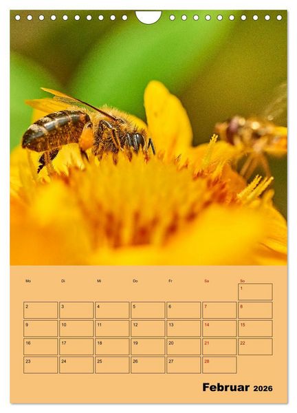 Produktbild: Die Biene und die Farbe gelb (Wandkalender 2026 DIN A4 hoch), CALVENDO Monatskalender