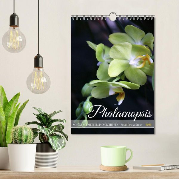 Produktbild: Phalaenopsis - Sch&ouml;ne Schmetterlingsorchideen (Wandkalender 2026 DIN A4 hoch), CALVENDO Monatskalender