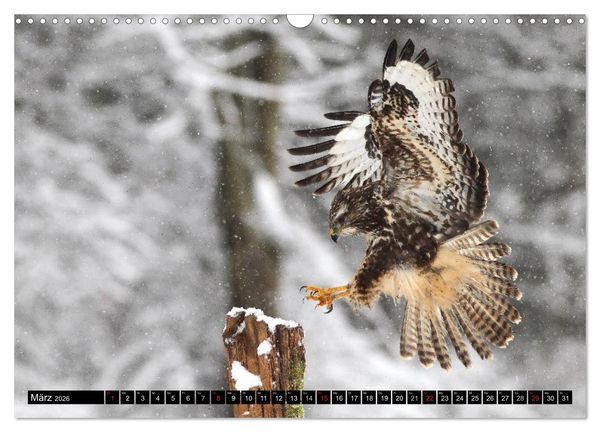 Produktbild: GREIFV&Ouml;GEL wild & frei (Wandkalender 2026 DIN A3 quer), CALVENDO Monatskalender