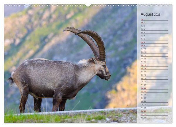 Produktbild: Bergk&ouml;nige - Steinb&ouml;cke im Blickpunkt der Naturfotografie (Wandkalender 2026 DIN A2 quer), CALVENDO Monatskalender