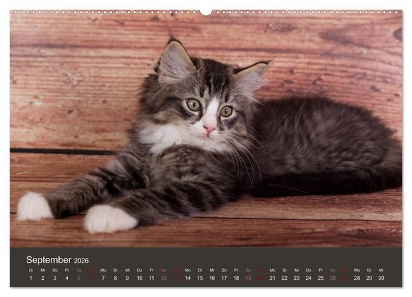 Produktbild: Verspielte Ragdolls - Sanfte Katzen in seidigem Haarkleid (Wandkalender 2026 DIN A2 quer), CALVENDO Monatskalender
