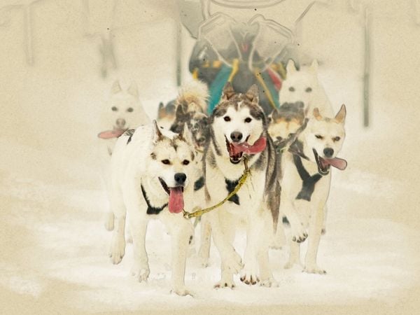 Produktbild: CALVENDO Puzzle Schlittenhunde | 1000 Teile Lege-Gr&ouml;&szlig;e 64x48cm Foto-Puzzle f&uuml;r gl&uuml;ckliche Stunden