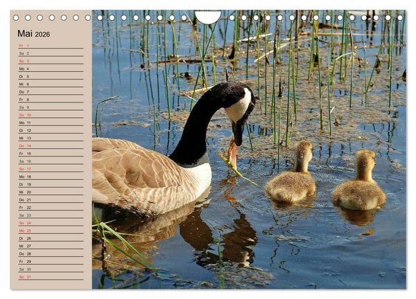 Produktbild: G&auml;nse und Enten. Schnattern, watscheln, quaken! (Wandkalender 2026 DIN A4 quer), CALVENDO Monatskalender