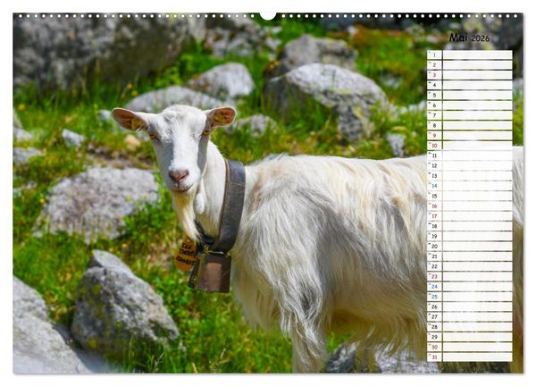 Produktbild: Ziegenfreude (Wandkalender 2026 DIN A2 quer), CALVENDO Monatskalender
