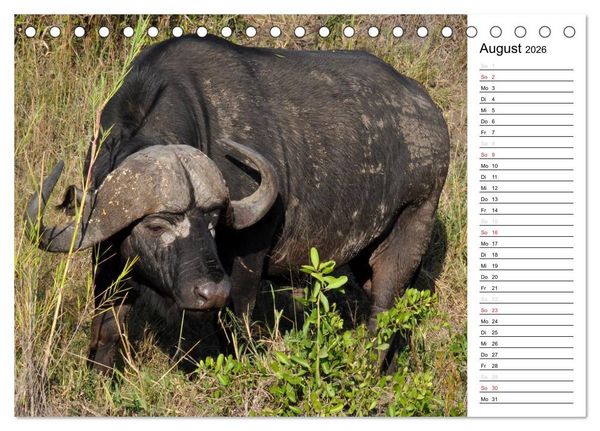 Produktbild: S&uuml;dafrika - Big 5 und mehr (Tischkalender 2026 DIN A5 quer), CALVENDO Monatskalender