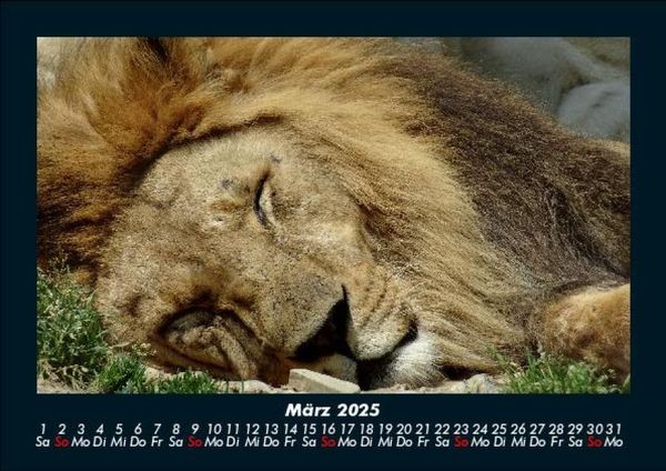Produktbild: L&ouml;wen in der Wildnis 2025 Fotokalender DIN A5