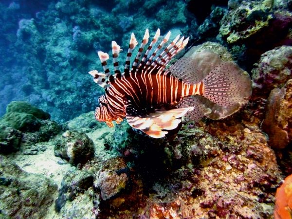 Produktbild: CALVENDO Puzzle Rotfeuerfisch, Koraffi, &Auml;gypten | 1000 Teile Lege-Gr&ouml;&szlig;e 64 &times; 48 cm Foto-Puzzle f&uuml;r gl&uuml;ckliche Stunden