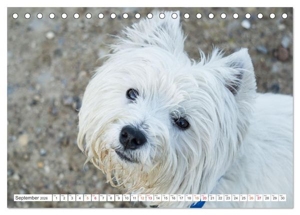 Produktbild: West Highland White Terrier - Your charming companion (Desk Calendar 2026 DIN A5 landscape), CALVENDO 12 Month DeskCalendar