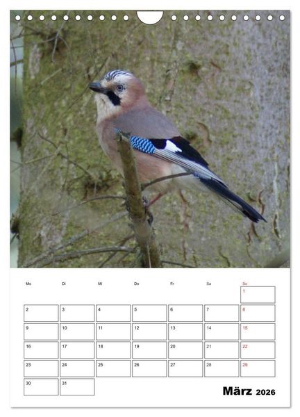 Produktbild: Rabenv&ouml;gel Terminplaner (Wandkalender 2026 DIN A4 hoch), CALVENDO Monatskalender