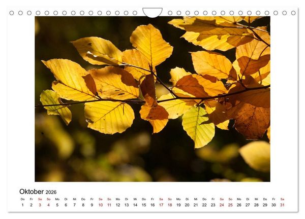 Produktbild: Nymphenburger Park (Wandkalender 2026 DIN A4 quer), CALVENDO Monatskalender