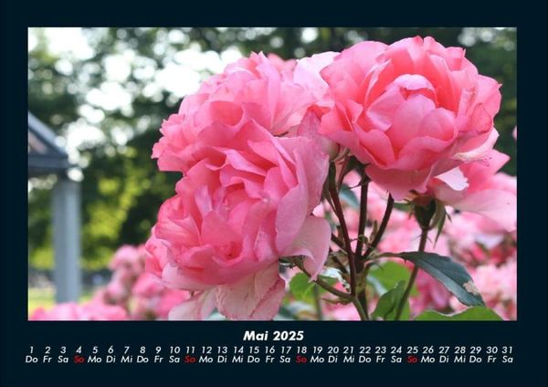 Produktbild: Rosentraum 2025 Fotokalender DIN A4