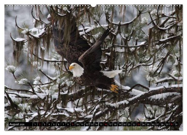 Produktbild: Wei&szlig;kopfseeadler. Symbol der Freiheit (hochwertiger Premium Wandkalender 2026 DIN A2 quer), Kunstdruck in Hochglanz