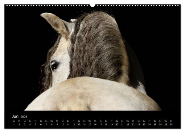 Produktbild: Magische Momente - Pferde Horses Caballos (Wandkalender 2026 DIN A2 quer), CALVENDO Monatskalender