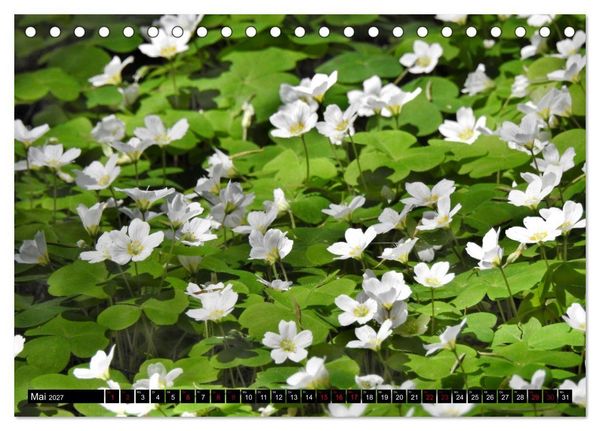 Produktbild: Naturwunder Wald (Tischkalender 2027 DIN A5 quer), CALVENDO Monatskalender