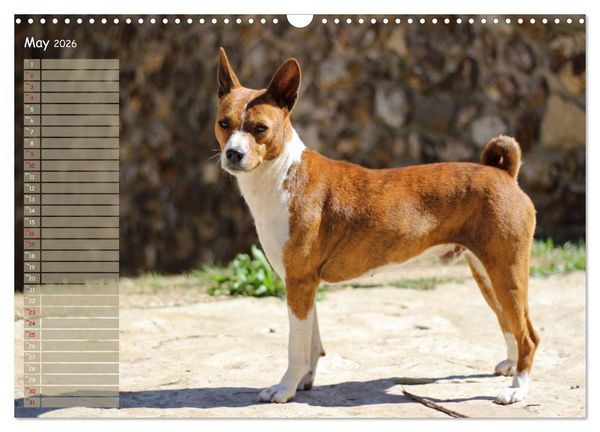 Produktbild: Basenji the African Barkless Dog (Wall Calendar 2026 DIN A3 landscape), CALVENDO 12 Month Wall Calendar