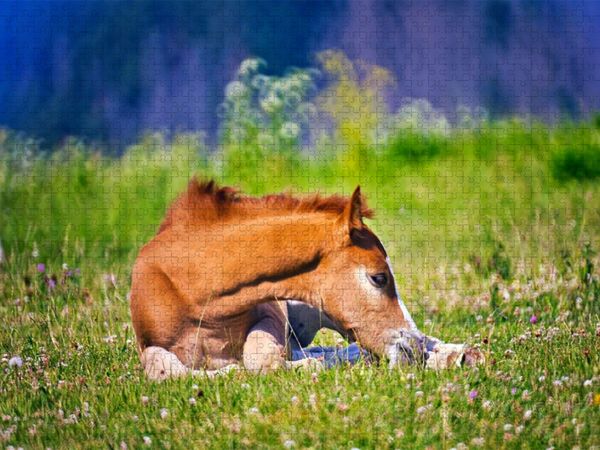 Produktbild: CALVENDO Puzzle kurze Erholung im Liegen | 1000 Teile Lege-Gr&ouml;&szlig;e 64x48cm Foto-Puzzle f&uuml;r gl&uuml;ckliche Stunden