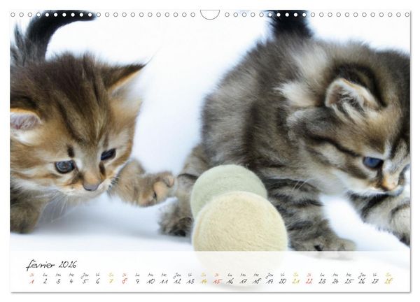 Produktbild: Chatons trop mignons (Calendrier mural 2026 DIN A3 vertical), CALVENDO calendrier mensuel