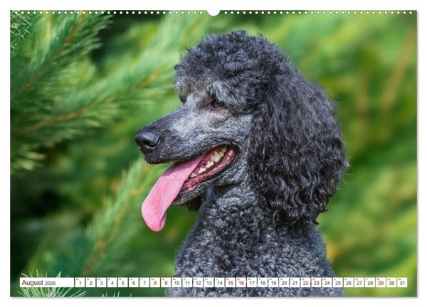 Produktbild: Pudel - Gl&uuml;ck auf vier Pfoten (Wandkalender 2026 DIN A2 quer), CALVENDO Monatskalender