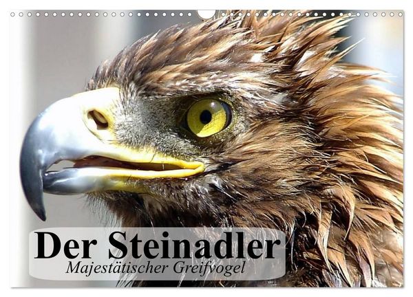 Produktbild: Der Steinadler. Majest&auml;tischer Greifvogel (Wandkalender 2026 DIN A3 quer), CALVENDO Monatskalender