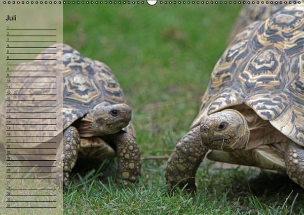 Produktbild: Schildkr&ouml;ten Geburtstagskalender (Wandkalender immerw&auml;hrend DIN A2 quer)
