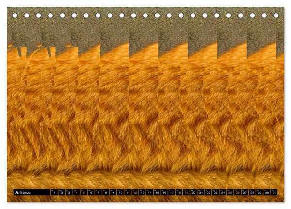 Produktbild: Magische Bilder - 3D Stereogramme (Tischkalender 2026 DIN A5 quer), CALVENDO Monatskalender