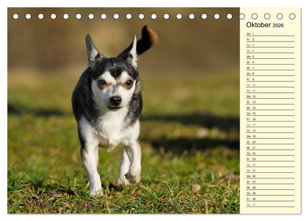 Produktbild: Chihuahua - Kleine Hunde ganz gro&szlig; (Tischkalender 2026 DIN A5 quer), CALVENDO Monatskalender