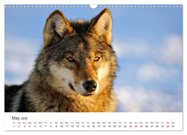 Produktbild: Wild Canada (Wall Calendar 2026 DIN A3 landscape), CALVENDO 12 Month Wall Calendar