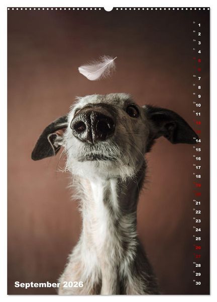 Produktbild: dogmuse deluxe (hochwertiger Premium Wandkalender 2026 DIN A2 hoch), Kunstdruck in Hochglanz