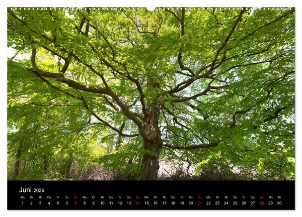 Produktbild: Mecklenburg - Vorpommern (Wandkalender 2026 DIN A2 quer), CALVENDO Monatskalender