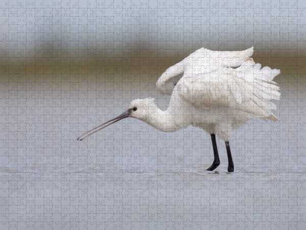 Produktbild: CALVENDO Puzzle L&ouml;ffler, Jungvogel | 1000 Teile Lege-Gr&ouml;&szlig;e 64x48cm Foto-Puzzle f&uuml;r gl&uuml;ckliche Stunden