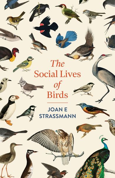 Produktbild: The Social Lives of Birds