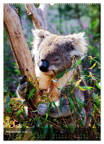Produktbild: Koalas auf den Pelz ger&uuml;ckt (hochwertiger Premium Wandkalender 2026 DIN A2 hoch), Kunstdruck in Hochglanz