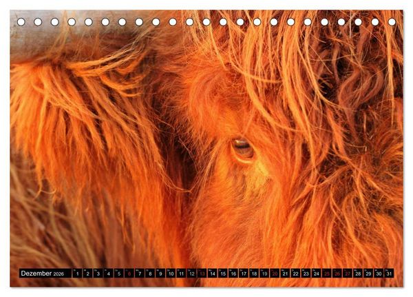 Produktbild: Das Schottische Hochlandrind (Tischkalender 2026 DIN A5 quer), CALVENDO Monatskalender
