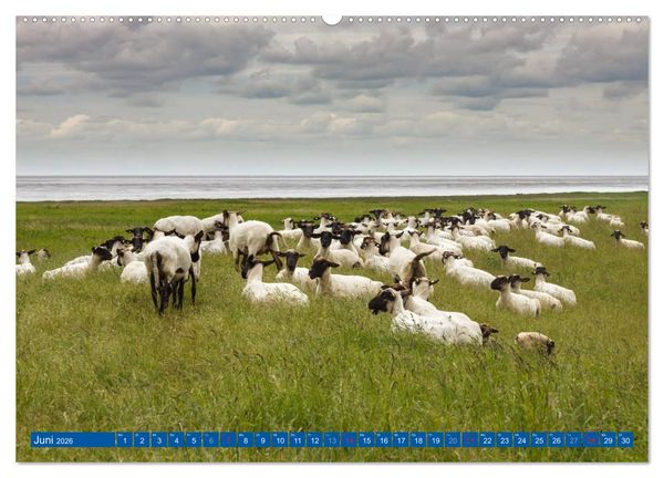Produktbild: Die Krummh&ouml;rn Gemeinde in Ostfriesland (Wandkalender 2026 DIN A2 quer), CALVENDO Monatskalender