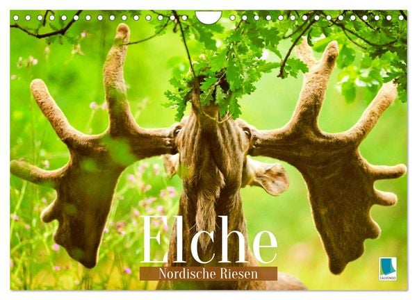 Produktbild: Elche: Nordische Riesen (Wandkalender 2026 DIN A4 quer), CALVENDO Monatskalender