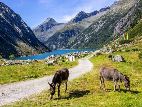 CALVENDO Puzzle Eseln auf der Hohenaualm im Klein Tibet im Zillergrund | 1000 Teile Lege-Größe 64x48cm Foto-Puzzle für glückliche Stunden, Sonstige