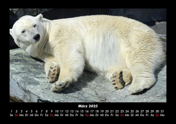 Produktbild: Pinguine & Eisb&auml;ren 2025 Fotokalender DIN A3